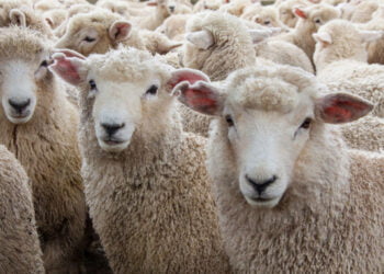 Pesta rumegatoarelor mici, prilej de îmbogățire