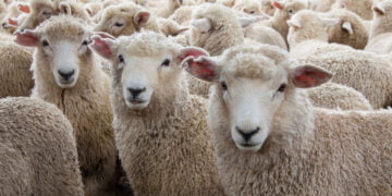 Pesta rumegatoarelor mici, prilej de îmbogățire