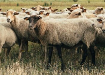 Pesta rumegatoarelor mici, prilej de îmbogățire