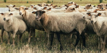 Pesta rumegatoarelor mici, prilej de îmbogățire