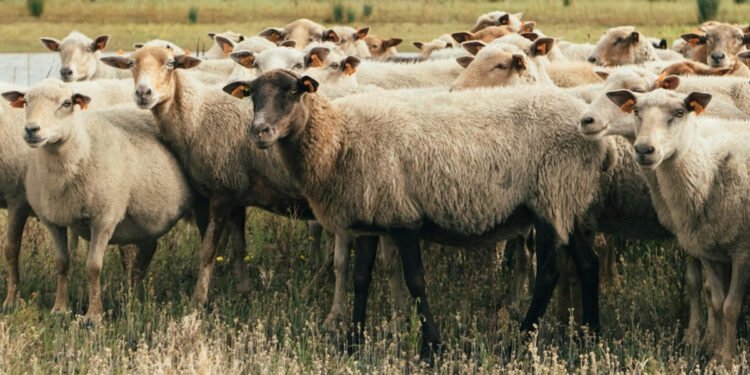 Pesta rumegatoarelor mici, prilej de îmbogățire