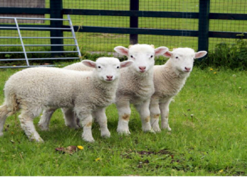 Bolovan fierbinte pentru Ciolacu – sunt omorâte oile sănătoase cu miei în burtică!