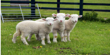 Bolovan fierbinte pentru Ciolacu – sunt omorâte oile sănătoase cu miei în burtică!