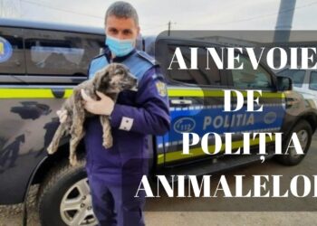 ACȚIUNE PENTRU VERIFICAREA TRANSPORTULUI DE ANIMALE VII