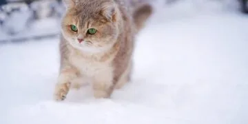 IARNA ESTE GREA. FII EMPATIC ȘI AI GRIJĂ DE EI!