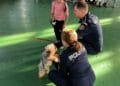 ACTIVITATE PREVENTIV-INFORMATIVĂ DEDICATĂ ZILEI MONDIALE A ANIMALELOR